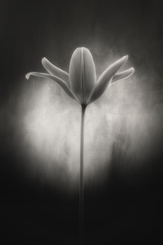 Soft Tulip Glow by Lotte Grønkjær — canvas wall art
