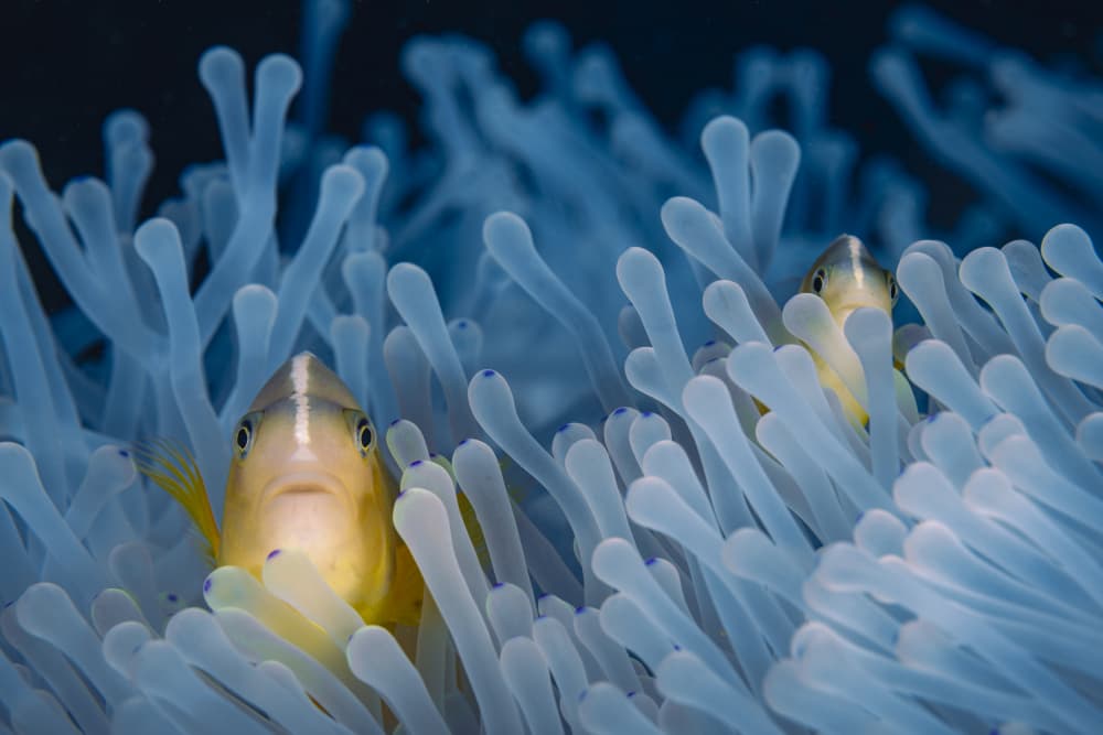 Anemone Fish Peeking by Barathieu Gabriel — canvas wall art