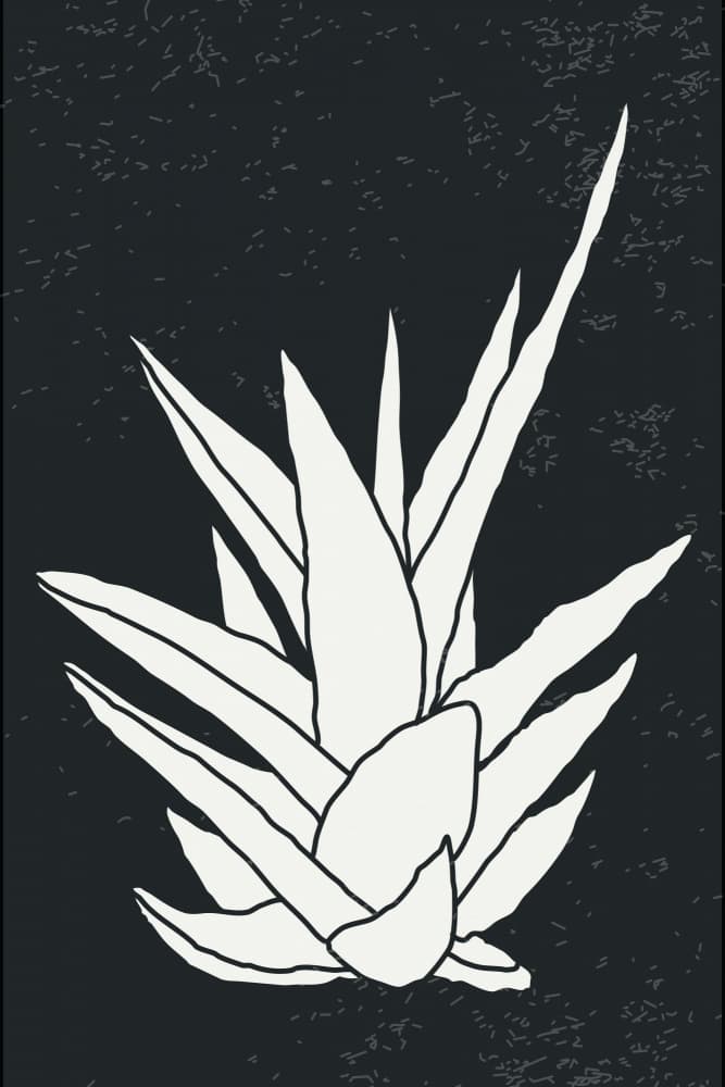 Minimalist Agave Plant by jay stanley — canvas wall art