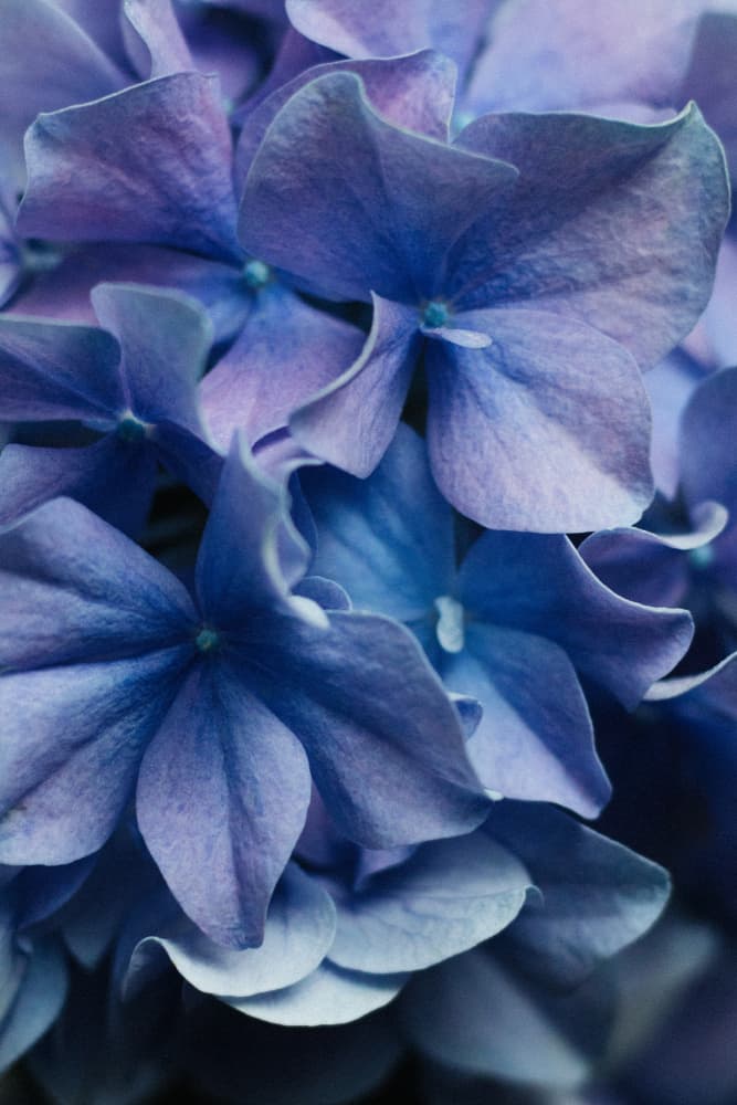 Vibrant Purple Hydrangea Flowers by uplusmestudio — canvas wall art