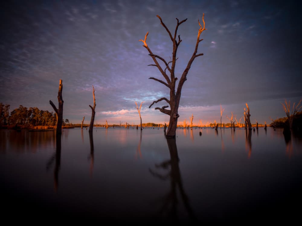 Dusk Over Dead Trees by Allan Li wp — canvas wall art