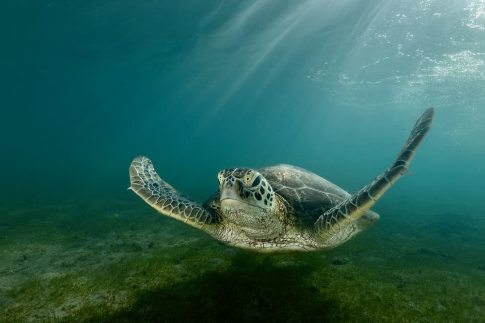 Graceful Green Sea Turtle by Serge Melesan — canvas wall art
