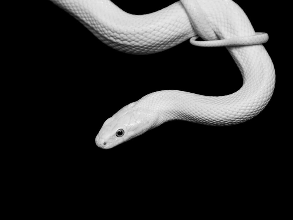 Albino Snake Portrait by David Drake — canvas wall art