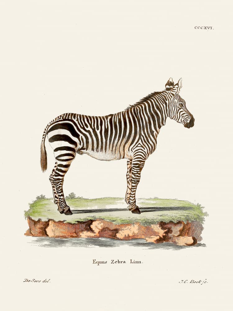 Zebra From Die Säugthiere (1778 1855) By Johann Christian Daniel Von Schreber. by Johann Christian Daniel Von Schreber — canvas wall art