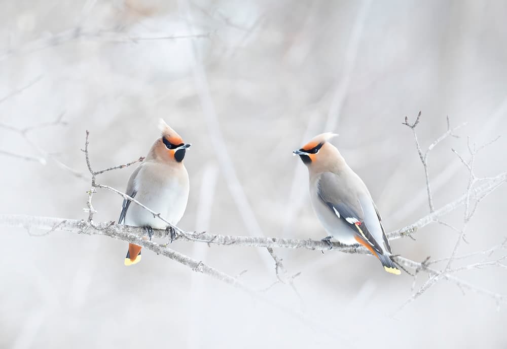 Serene Winter Waxwings by Jim Cumming — canvas wall art