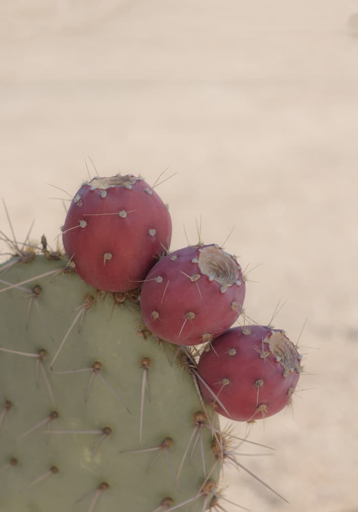 Prickly Pear Cactus Fruit by Stephanie Klatt — canvas wall art
