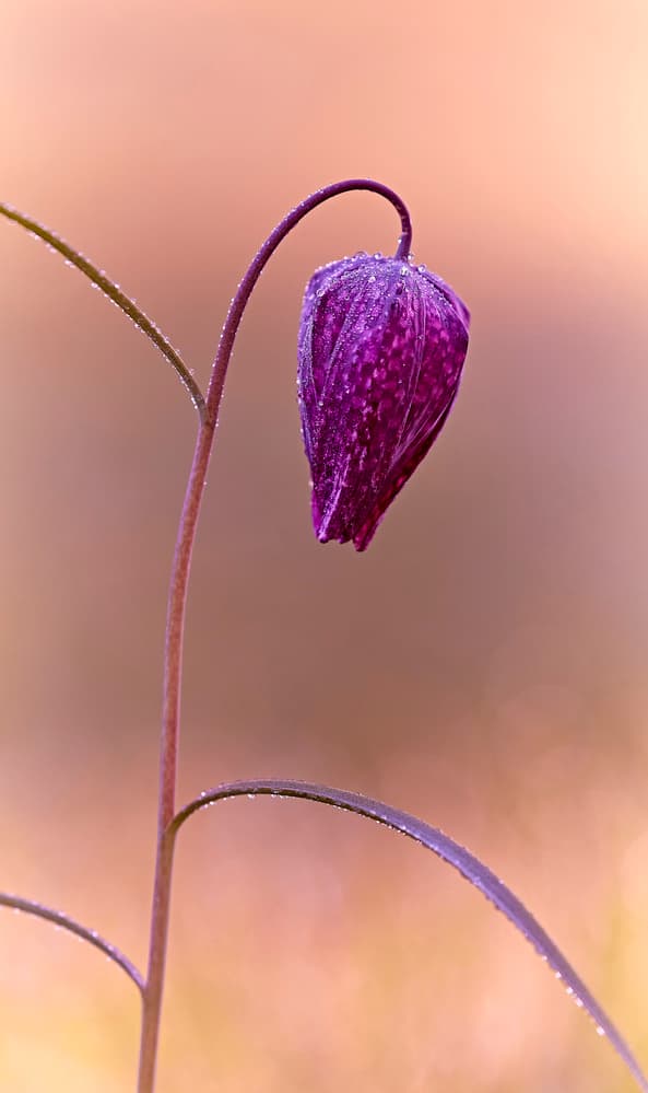 Purple Dewdrop Flower by Stuart Williams — canvas wall art