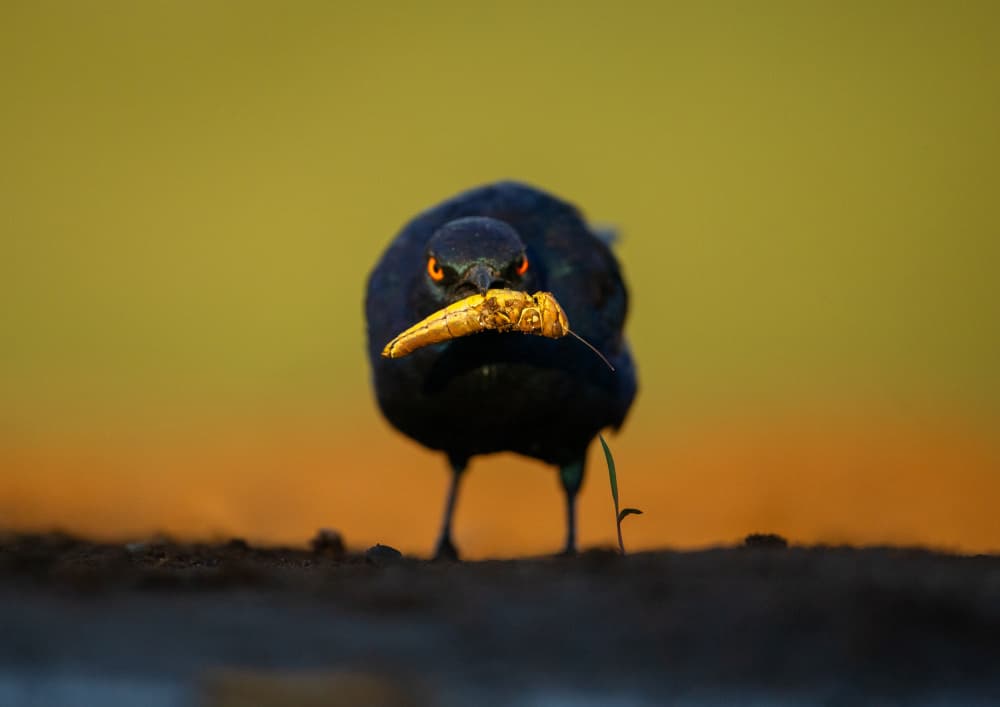 Bird's Golden Catch by Jaco Marx — canvas wall art
