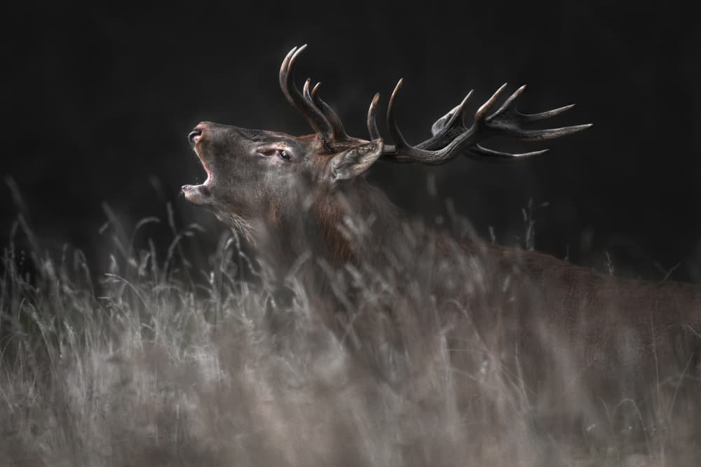 Majestic Roaring Stag by Olga Rudchenko — canvas wall art