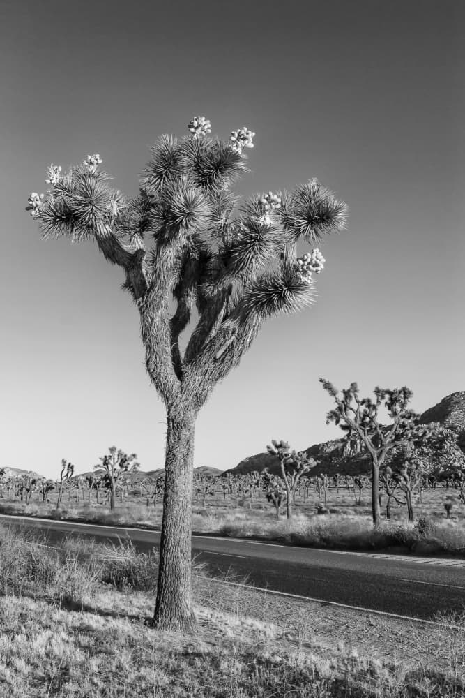 Joshua Tree Desert Road by Melanie Viola — canvas wall art