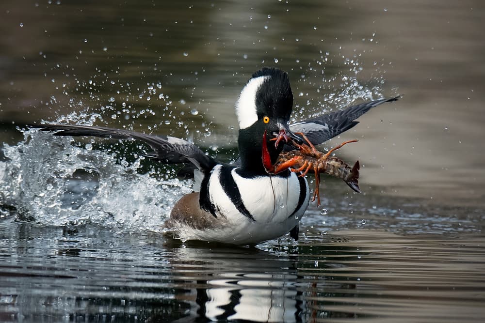 Hooded Merganser Catch by David H Yang — canvas wall art