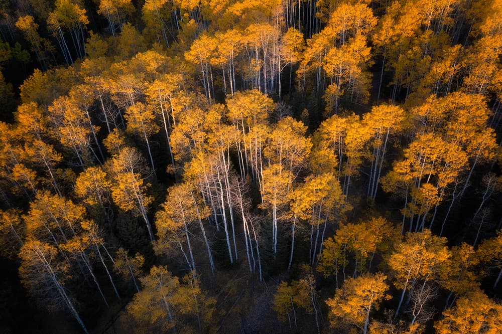 Golden Aspen Forest by Mei Xu — canvas wall art