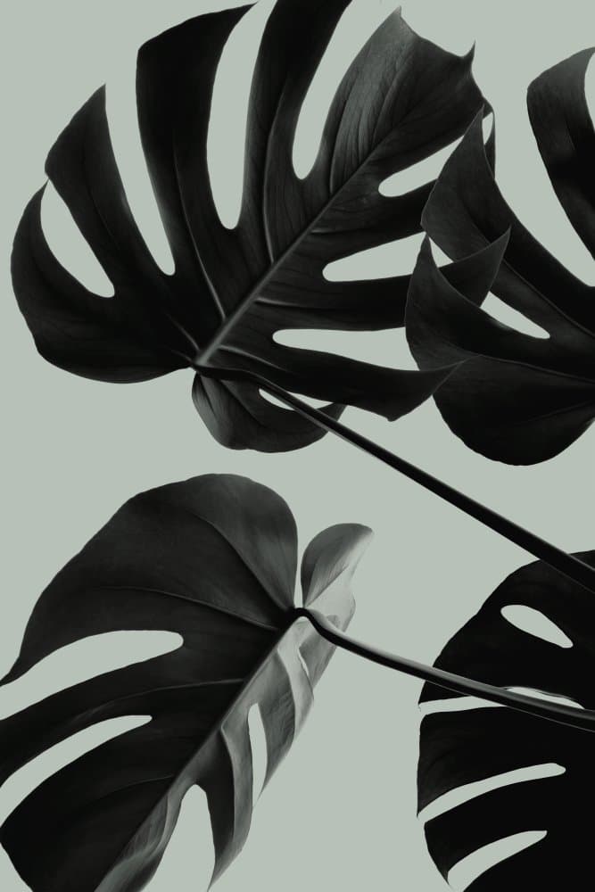 Dark Tropical Monstera by Pictufy Studio III — canvas wall art