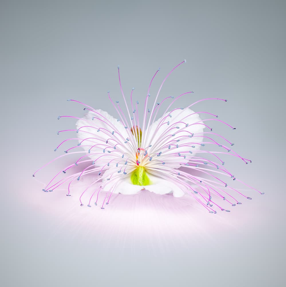 Glowing Caper Flower by Rico Cavallo — canvas wall art
