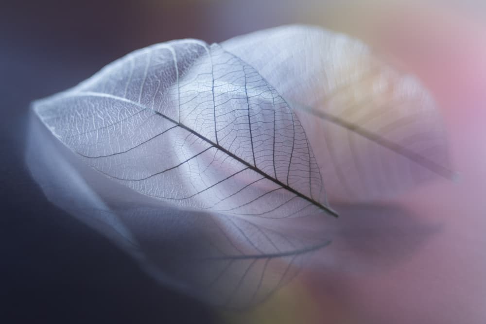 Ethereal Veined Leaves by Shihya Kowatari — canvas wall art