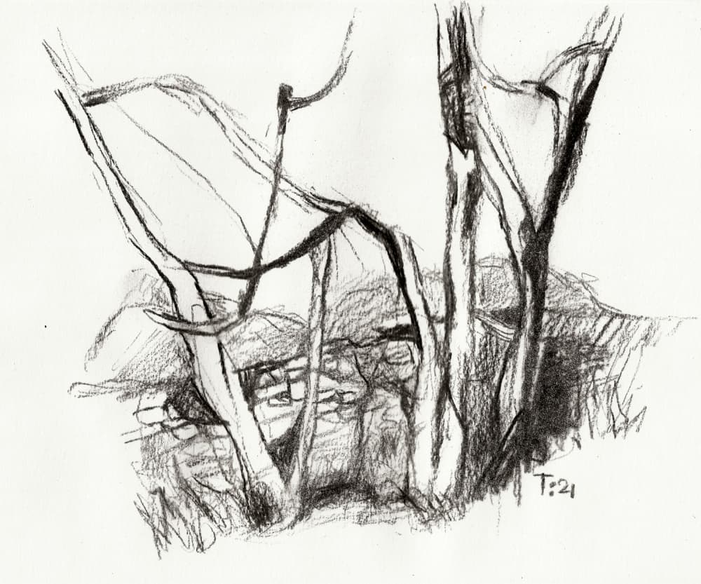 Bare Forest Sketch by Tore Bahnson — canvas wall art