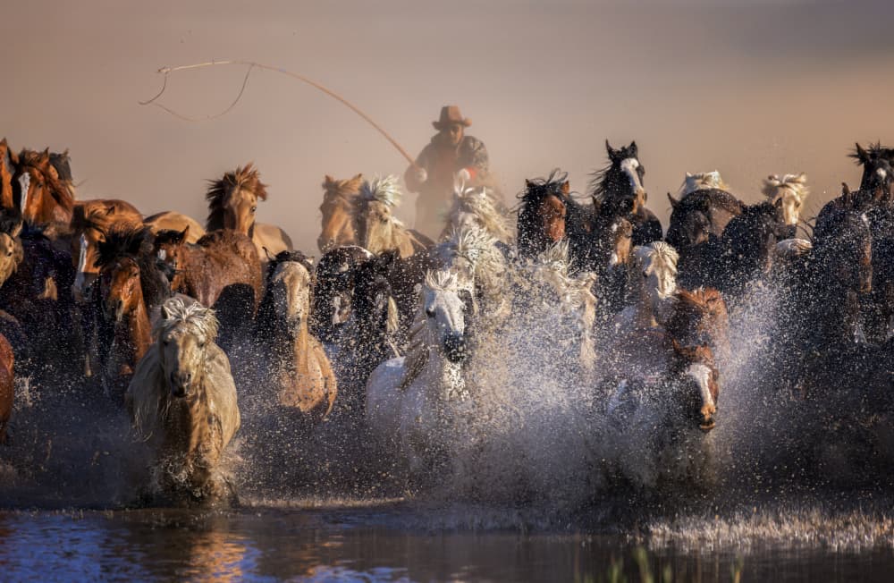 Wild Horse Stampede by AmandaLee — canvas wall art