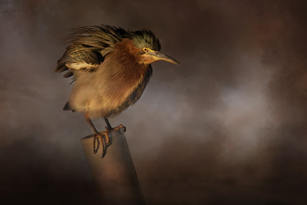 Ruffled Green Heron by Linda D Lester — canvas wall art