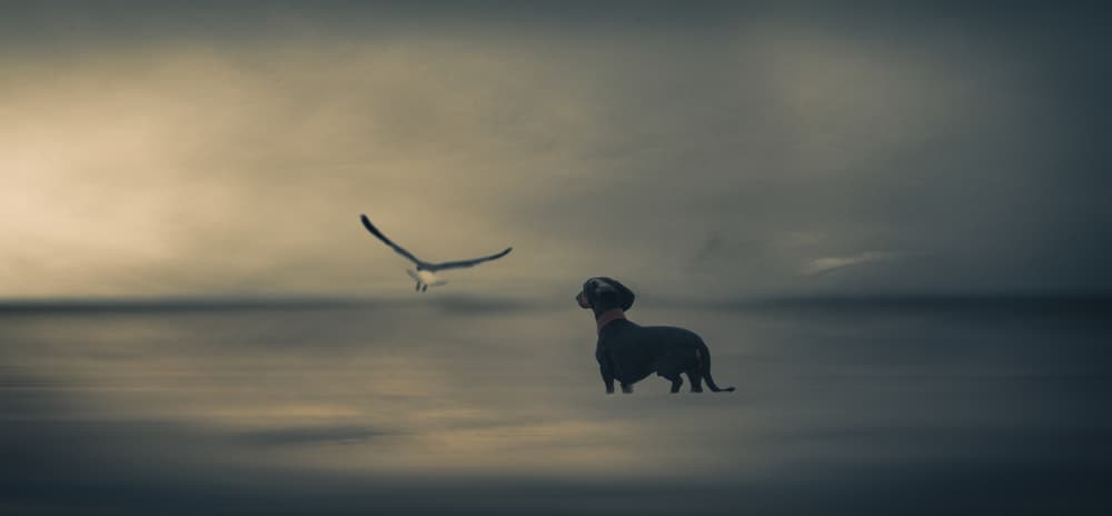 Dreamy Dachshund Seagull by Heike Willers — canvas wall art