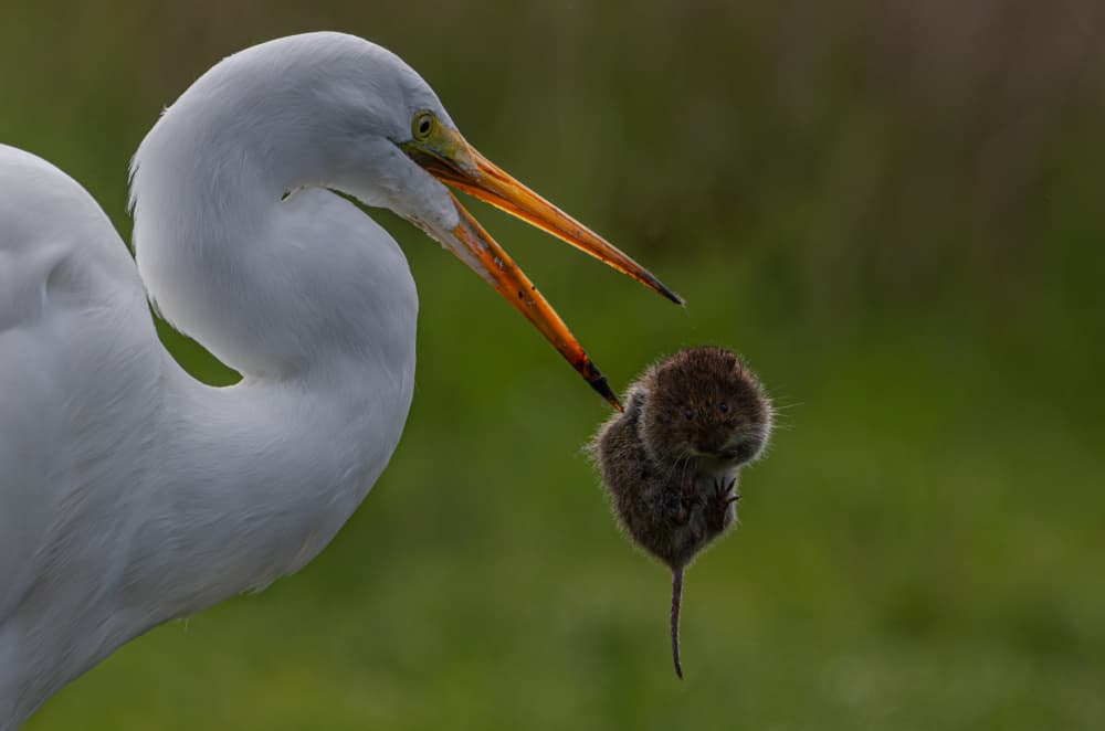 Great Egret Hunting Vole by Johnson Huang — canvas wall art