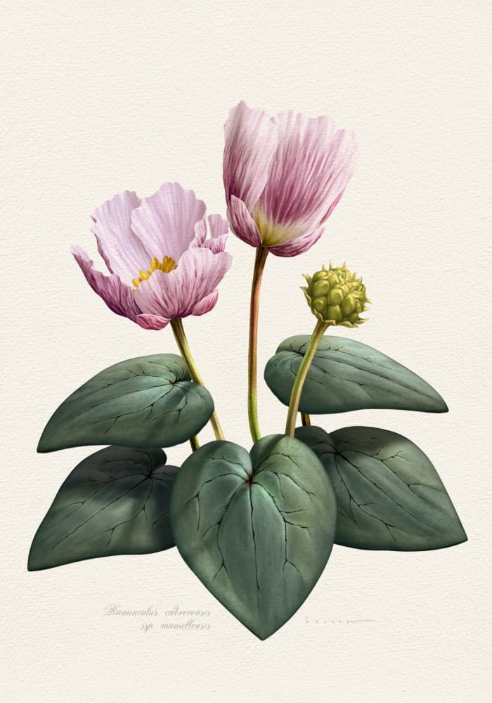 Elegant Pink Botanical Flowers by Juan Hernaz — canvas wall art