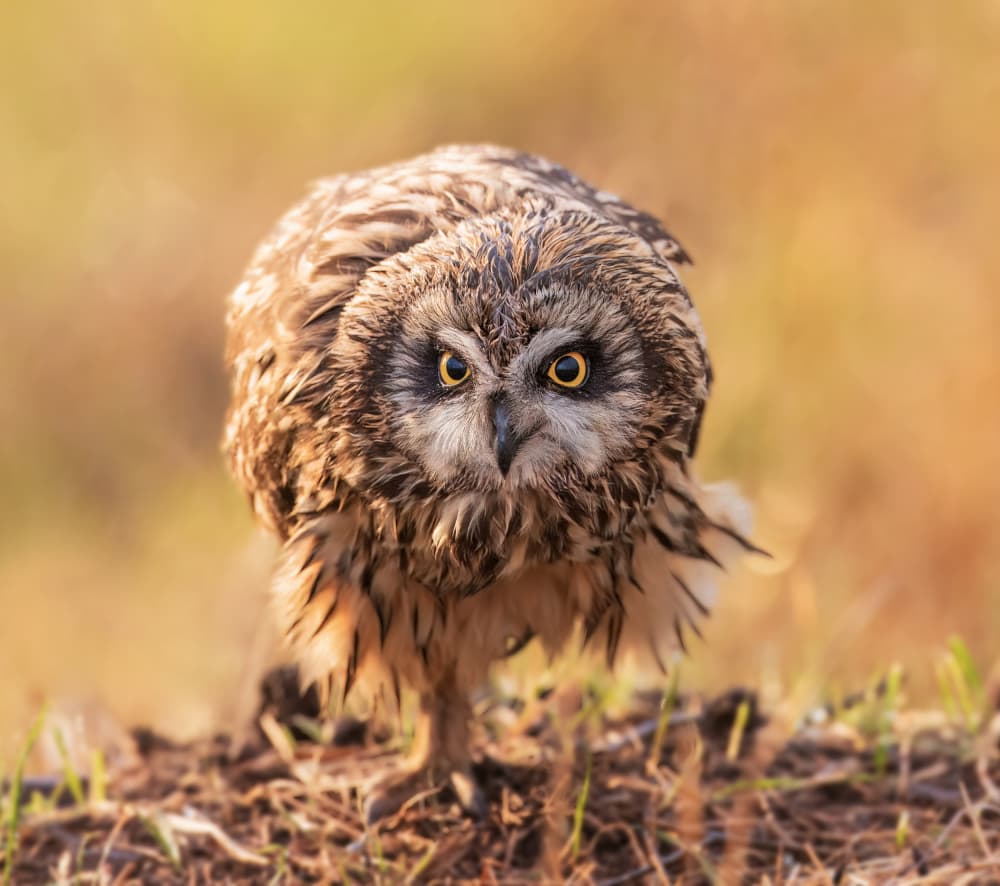 short-eared owl by Taksing (吉星高照) — canvas wall art