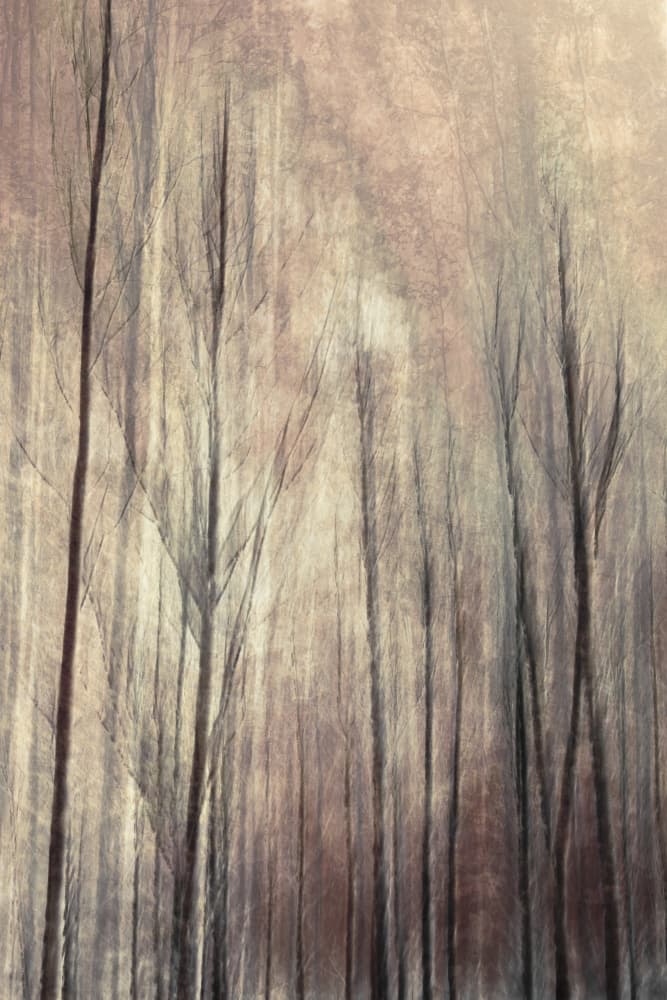 Dreamy Forest Trees by Christina Sillen — canvas wall art