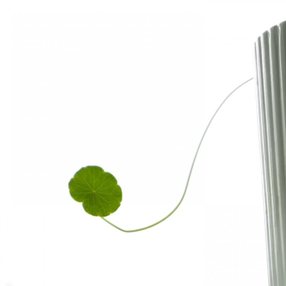 Delicate Green Leaf by Yu Mao — canvas wall art