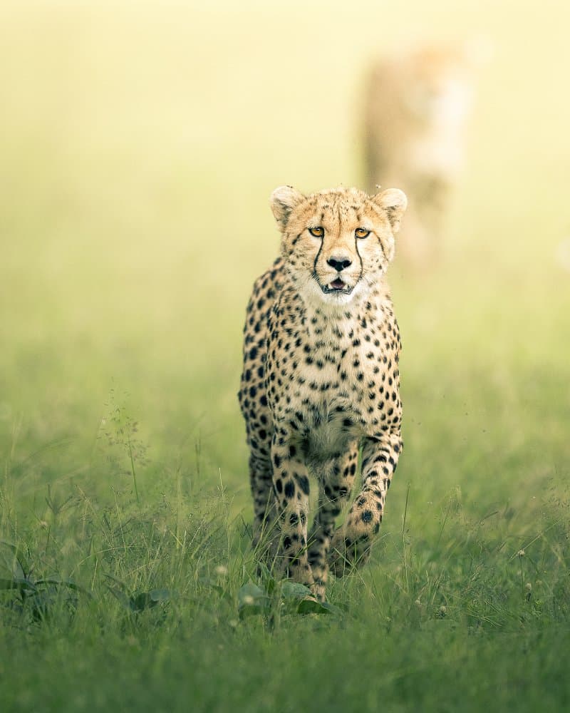 Graceful Cheetah Stride by Ahmed Sobhi — canvas wall art