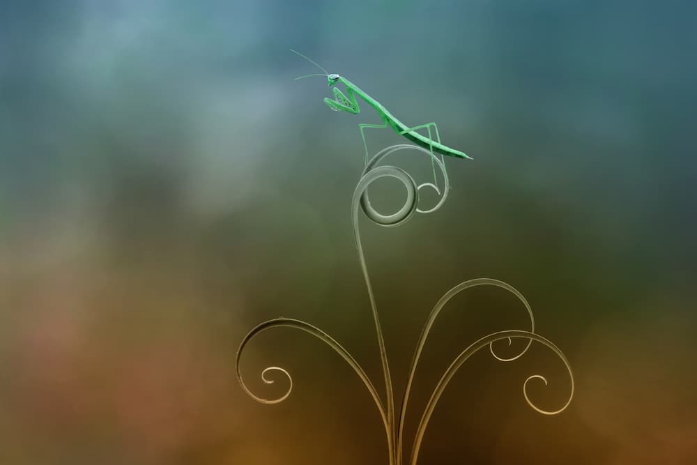 Elegant Mantis Curves by Edy Pamungkas — canvas wall art