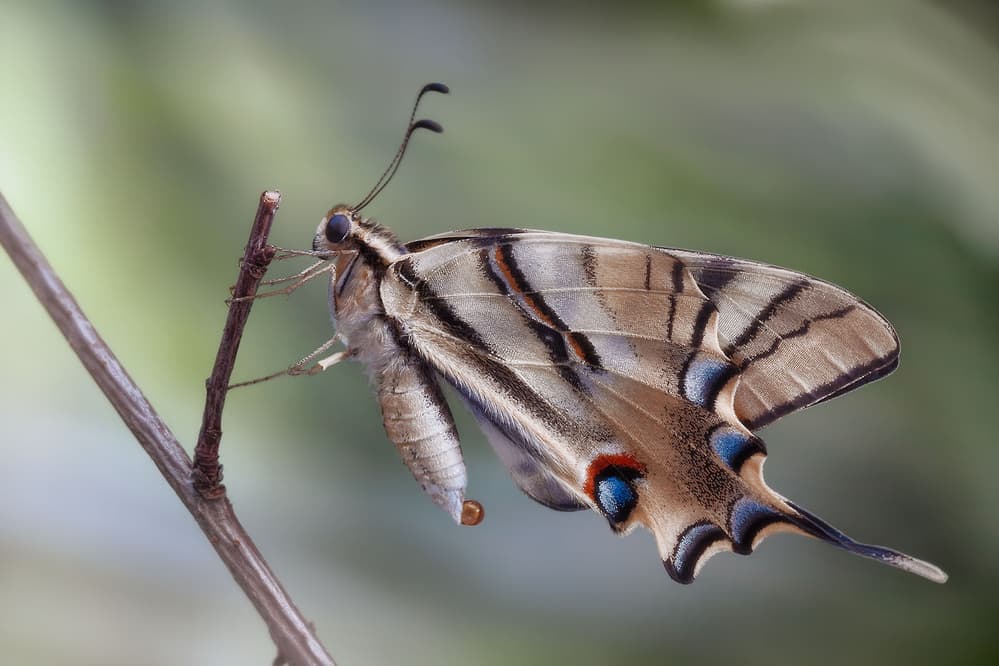 Blue Spotted Butterfly by Jimmy Hoffman — canvas wall art