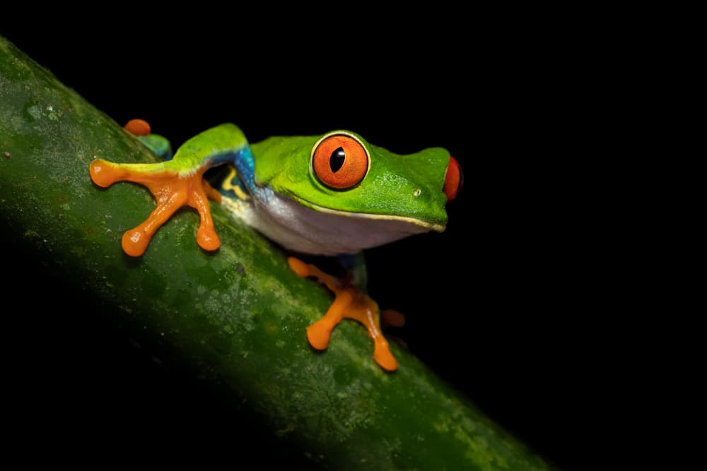 Red-Eyed Tree Frog by Milan Zygmunt — canvas wall art