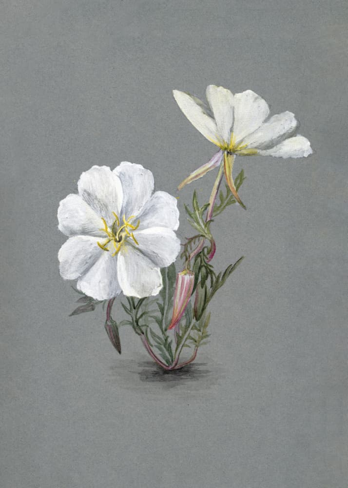 Giant Helleborine (1880)