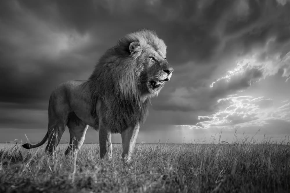 King of the Savanna by Marcel Egger — canvas wall art