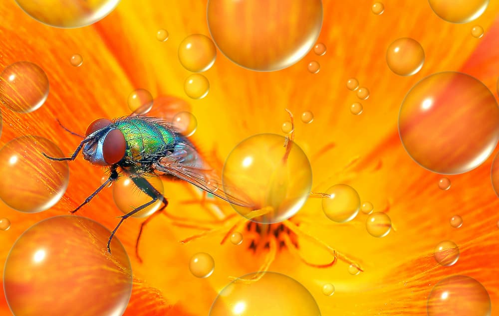 Vibrant Fly and Dewdrops by Thierry Dufour — canvas wall art