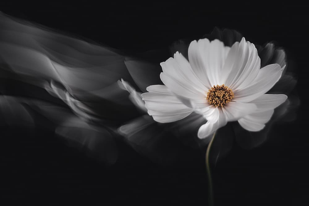 Ethereal White Cosmos by Inna Karpova — canvas wall art
