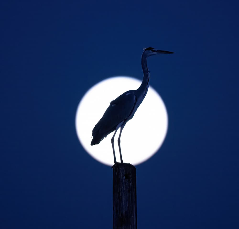 Heron Moon Silhouette by Eldad Levin — canvas wall art