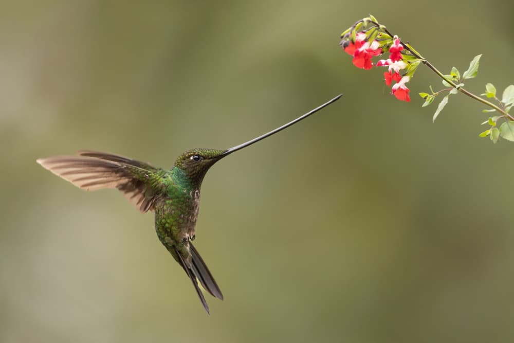 Sword-billed and flowers by Bill Lu — canvas wall art