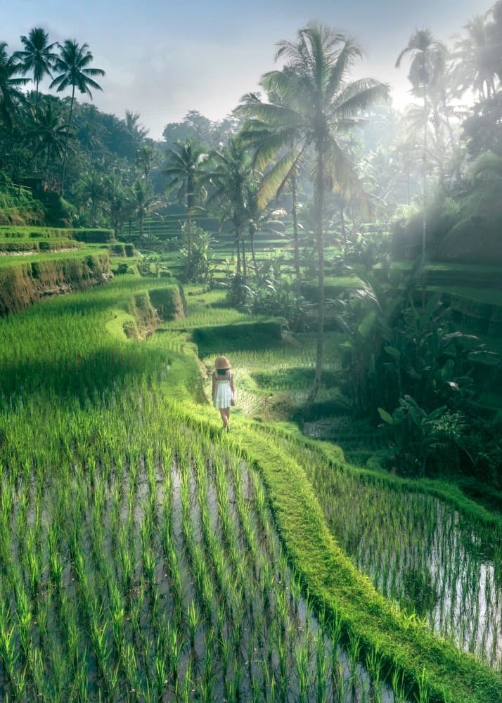 Woman on Rice Field Path by Mainak Dan — canvas wall art