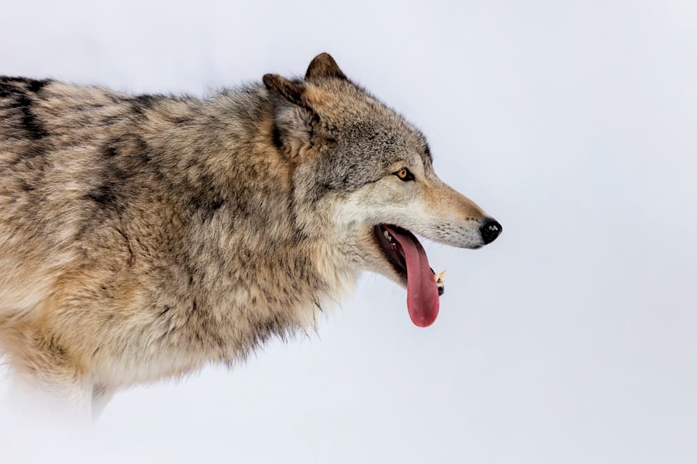 Wild Wolf Profile by Jun Zuo — canvas wall art