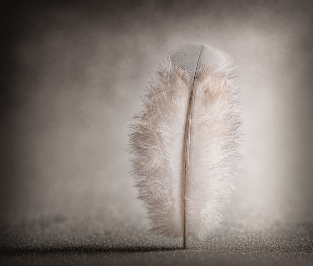 Delicate Feather Serenity by Jonathan Power — canvas wall art