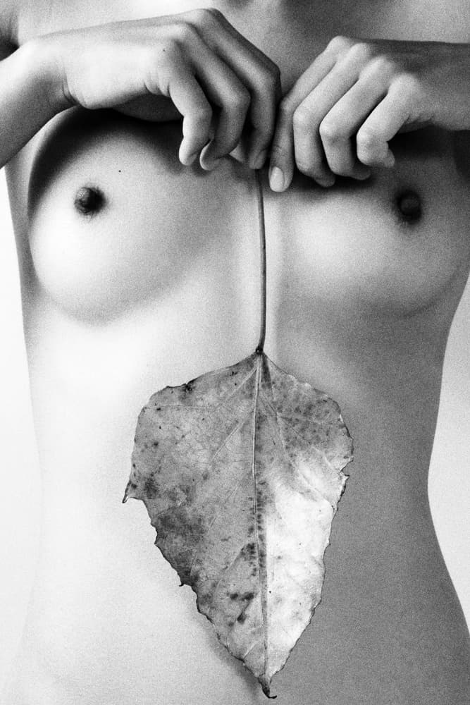 Leaf by David McCracken — canvas wall art