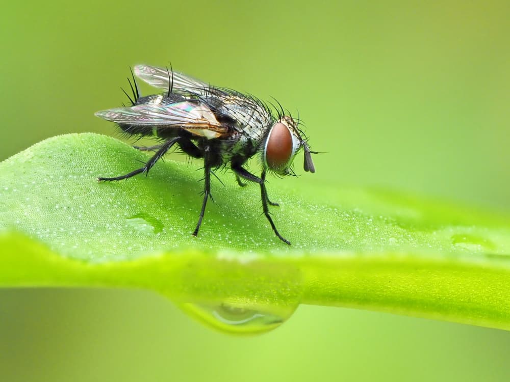 Macro Fly on Leaf by Takiko Hirai — canvas wall art