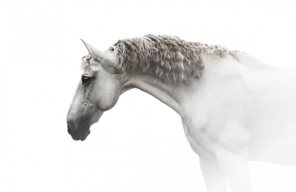 Elegant White Horse by Celine Weerink — canvas wall art