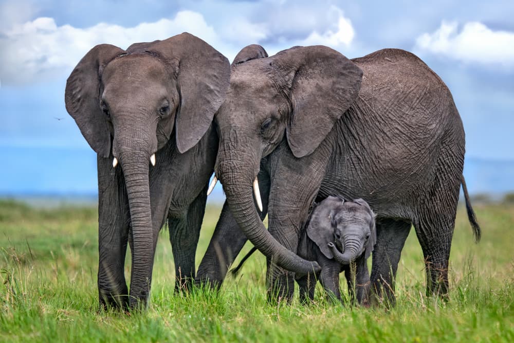 Elephant Family Tenderness by Xavier Ortega — canvas wall art