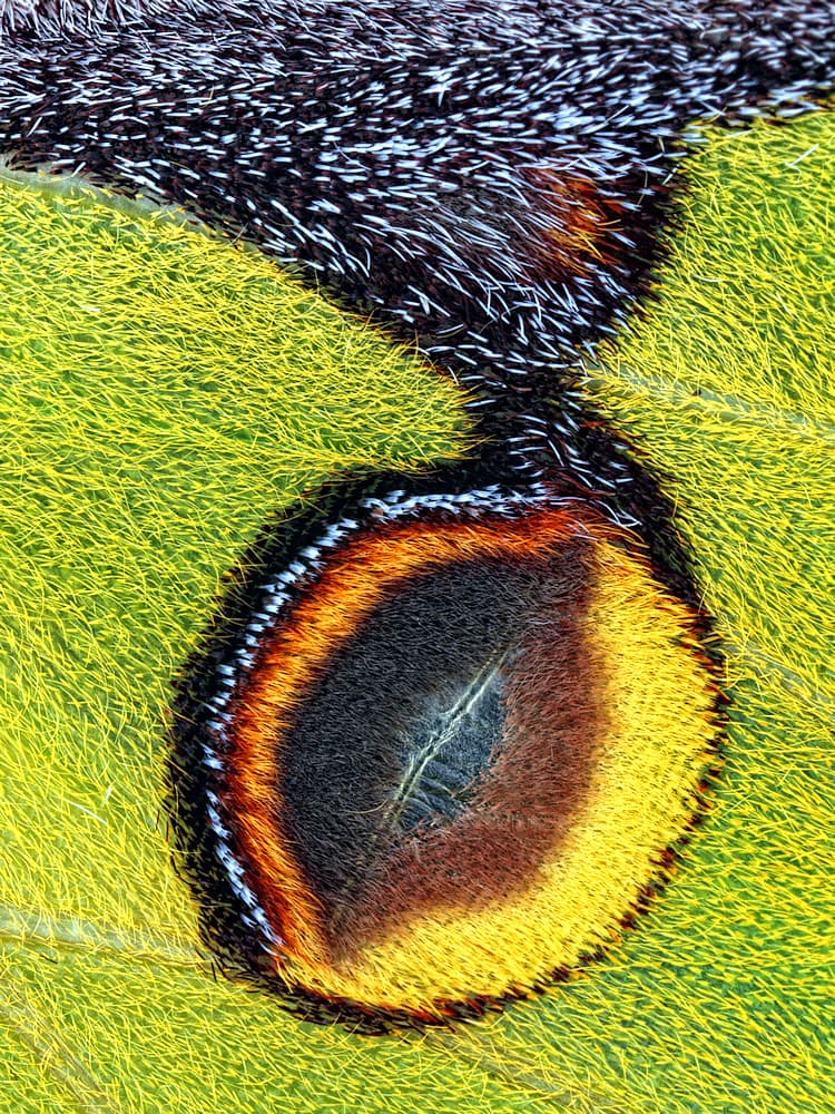 Vibrant Butterfly Eye by Jimmy Hoffman — canvas wall art