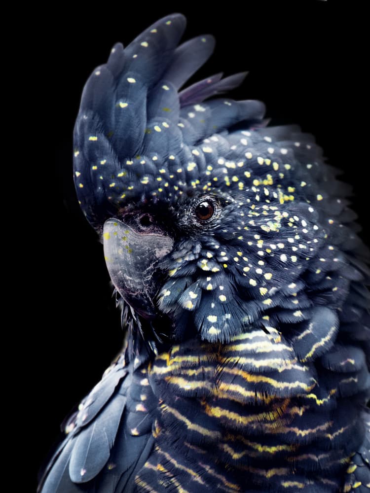 Yellow Spotted Cockatoo by Lila &amp; Lola — canvas wall art