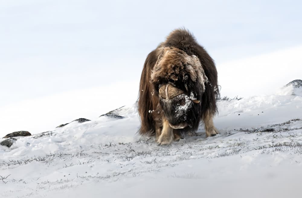 Arctic Muskox In Snow by Marco Barisone — canvas wall art