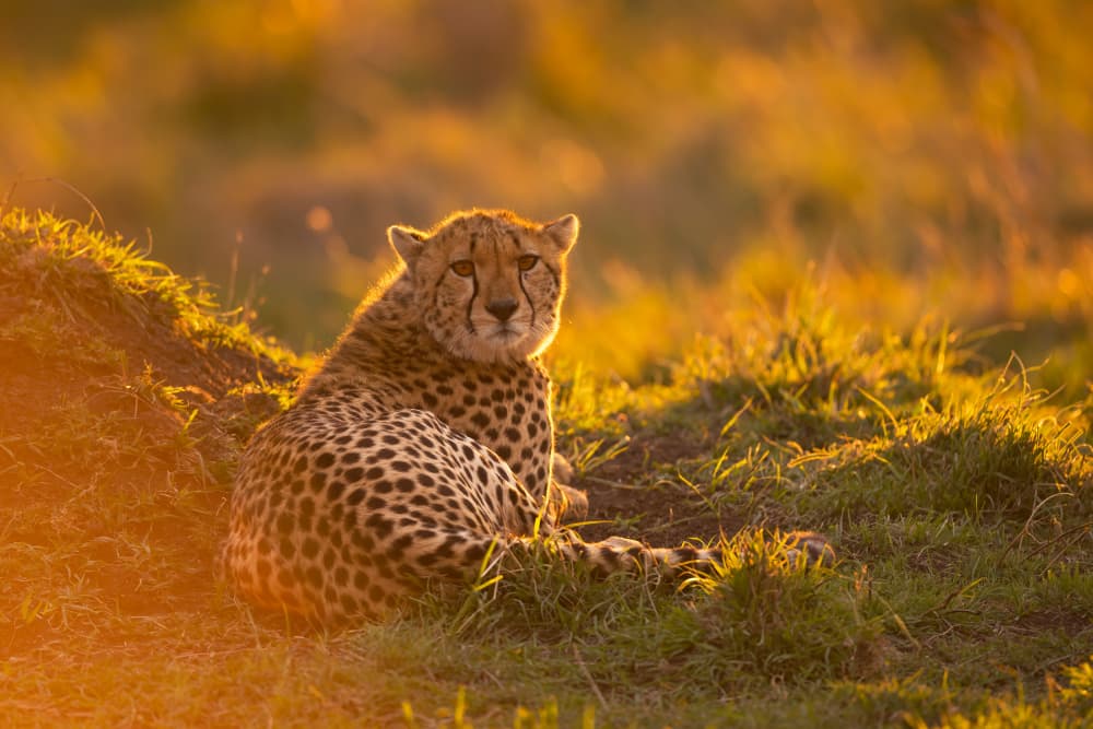 Golden Hour Cheetah by Marco Pozzi — canvas wall art