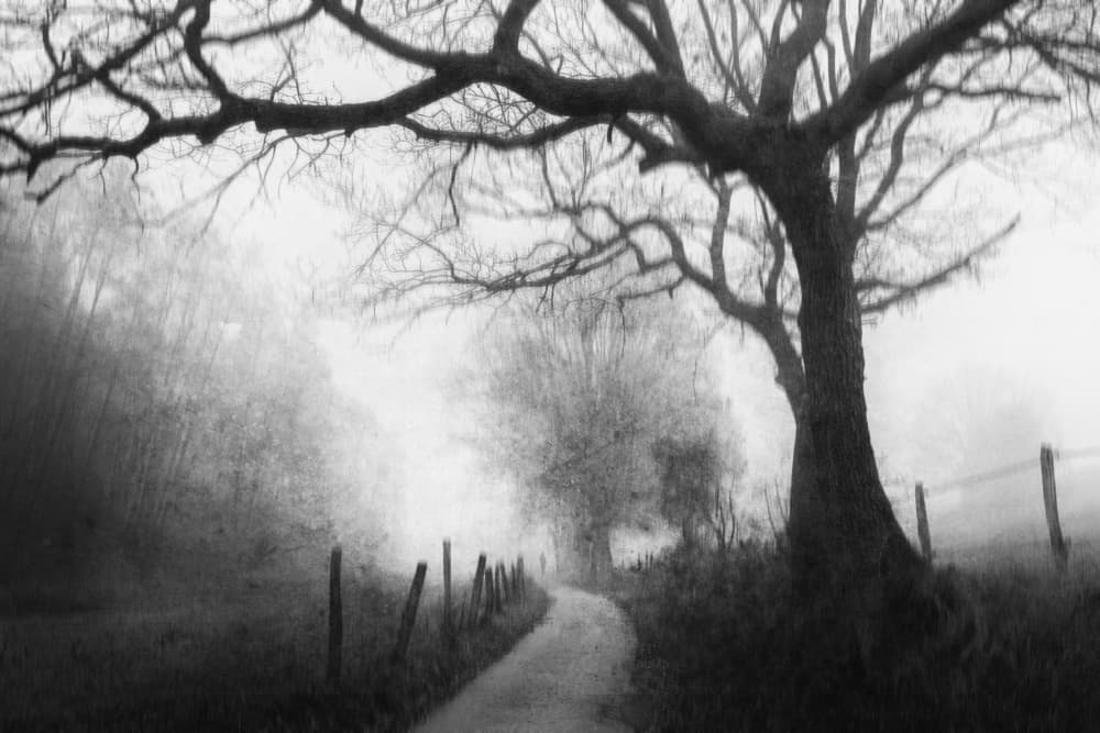 Misty Forest Path by Adam Dauria ☂ — canvas wall art